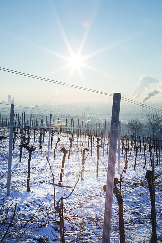 Winter am Cobenzl © Raimo Rudi Rumpler