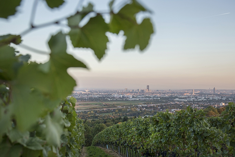 Weingärten am Wiener Bisamberg, 21. Bezirk 006 © Raimo Rudi Rumpler