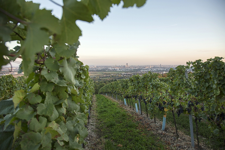 Weingärten am Wiener Bisamberg, 21. Bezirk 007 © Raimo Rudi Rumpler