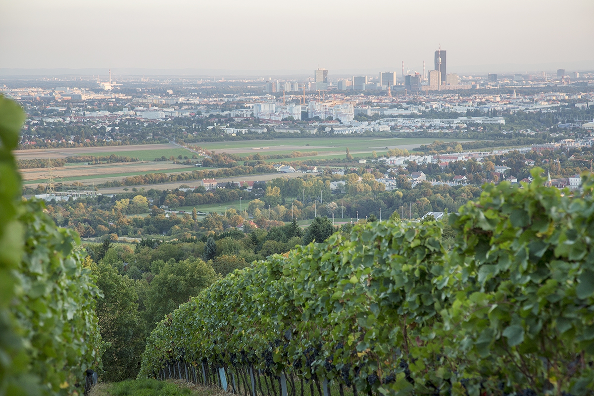 Weingärten am Wiener Bisamberg, 21. Bezirk 008 © Raimo Rudi Rumpler