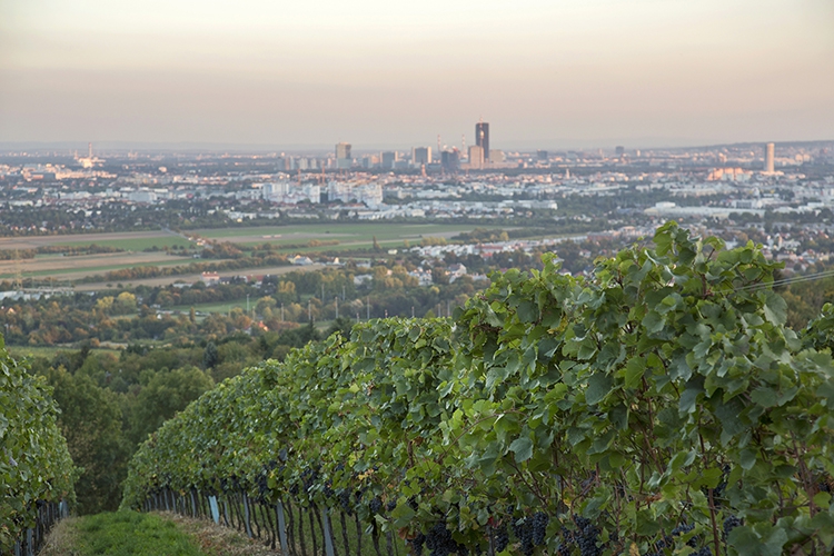 Weingärten am Wiener Bisamberg, 21. Bezirk 010 © Raimo Rudi Rumpler