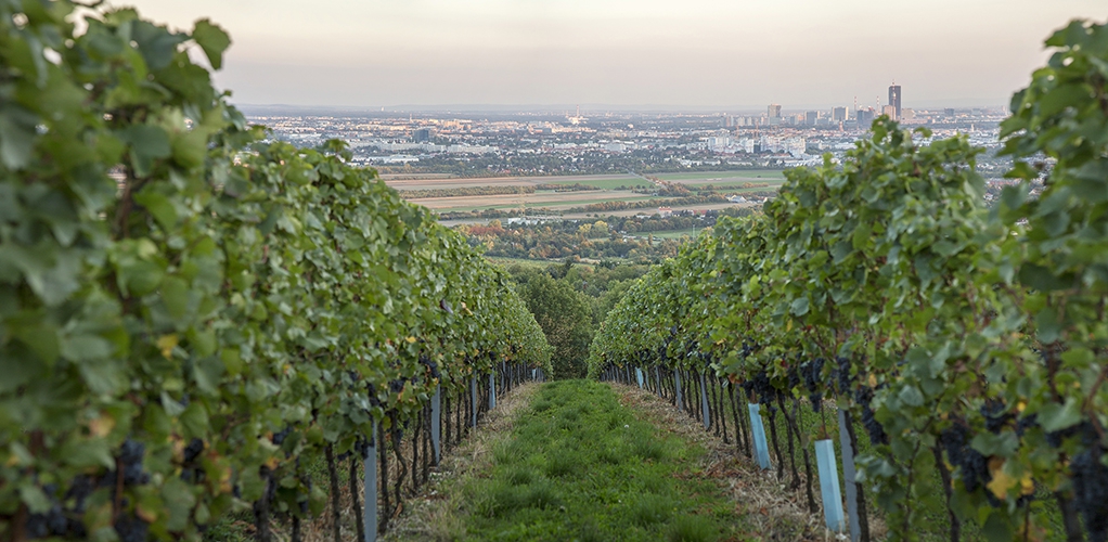 Weingärten am Wiener Bisamberg, 21. Bezirk 013 © Raimo Rudi Rumpler