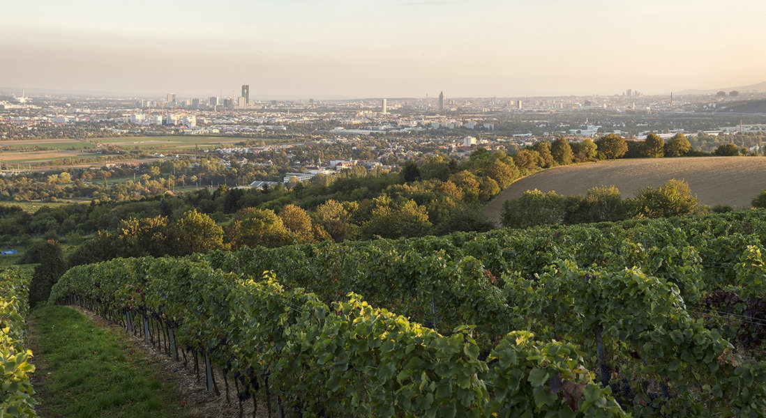 Weingärten am Wiener Bisamberg, 21. Bezirk 014 © Raimo Rudi Rumpler