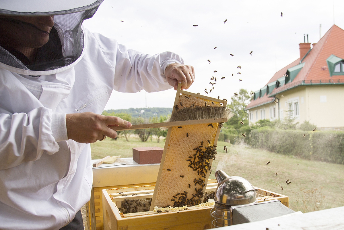 Bio-Honig vom Weingut Cobenzl 004 © Raimo Rudi Rumpler