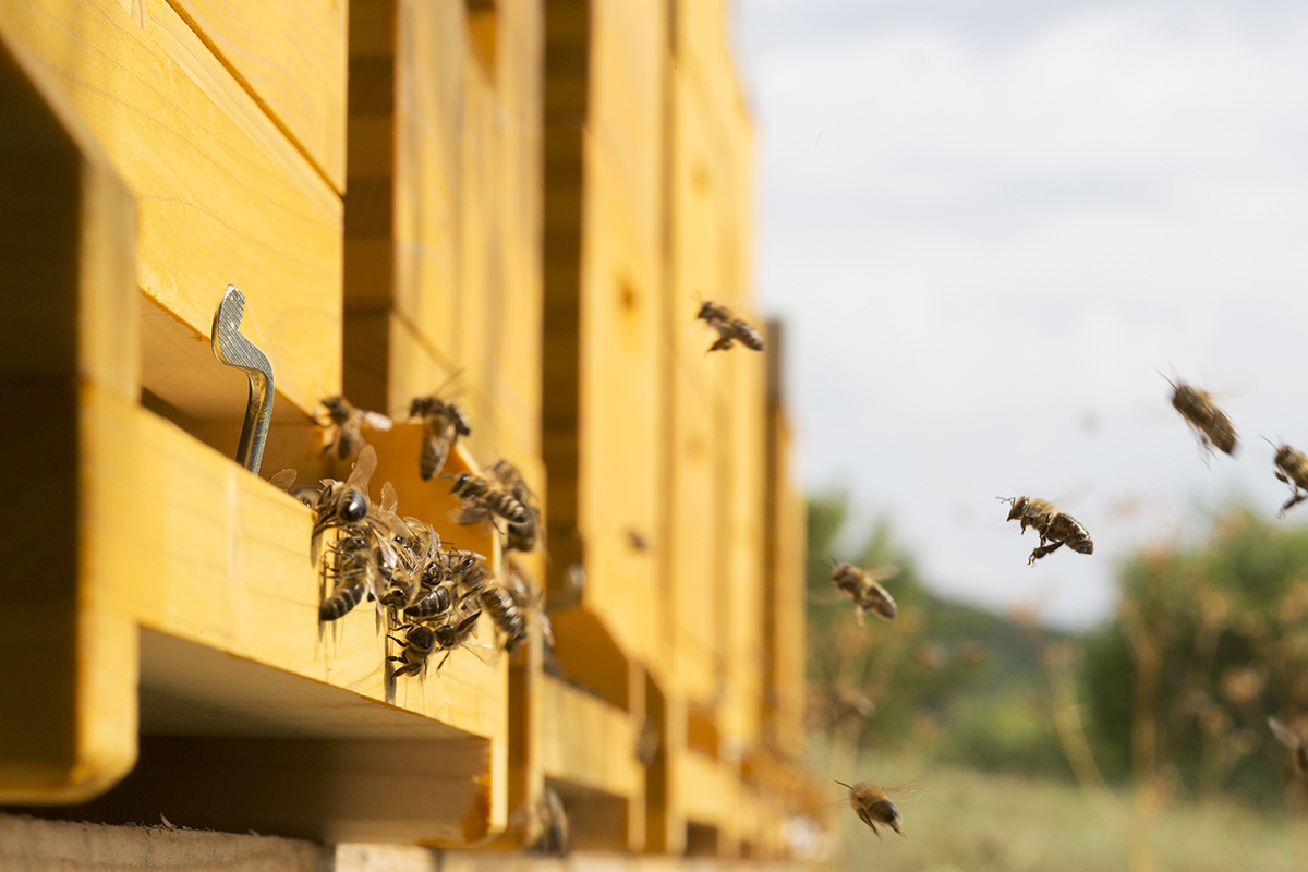 Bienen © Raimo Rudi Rumpler