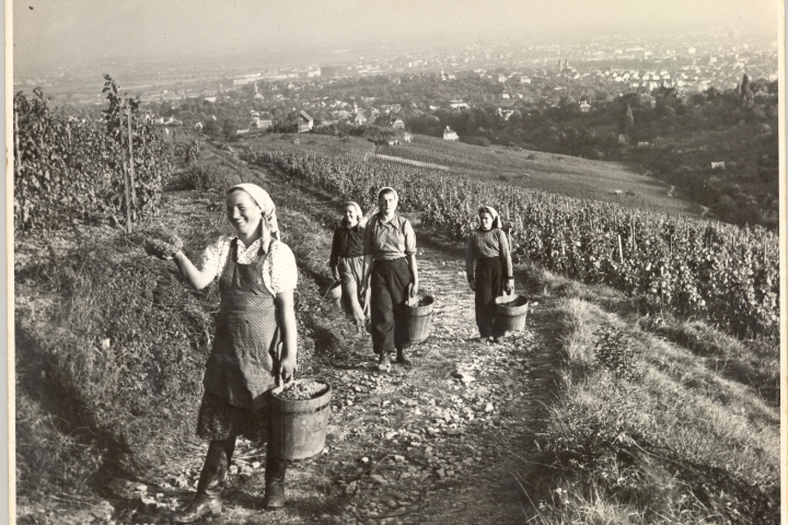 Weinlese um 1960 © Weingut Cobenzl