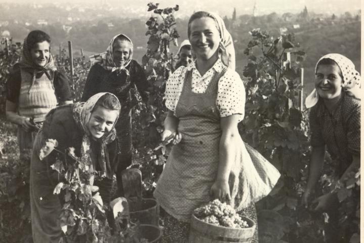 Weinlese 1951 © Weingut Cobenzl