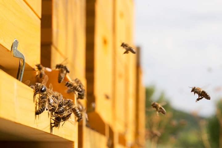 Bienen am Weingut Cobenzl © Weingut Cobenzl